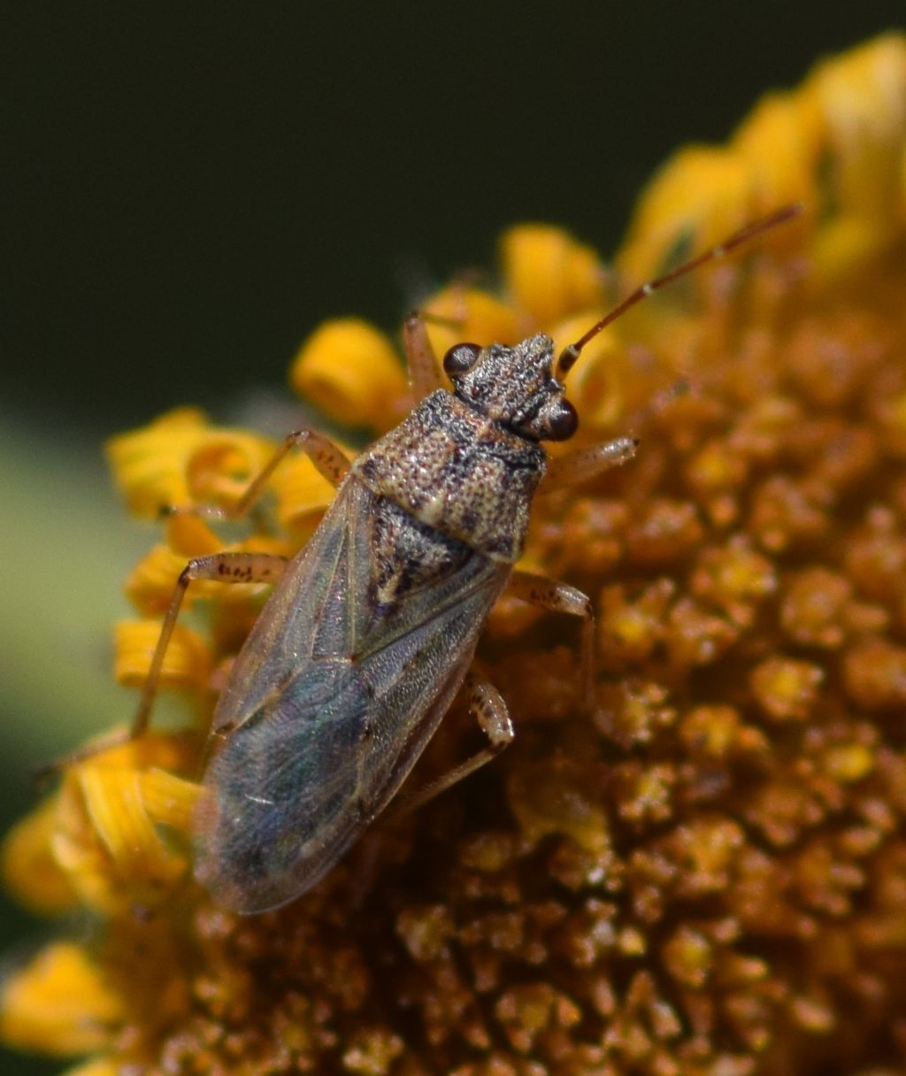 Lygaeidae: Nysius graminicola